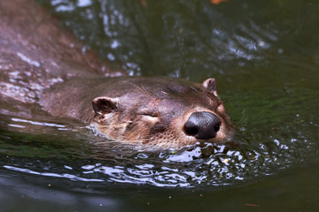 European Otter (Lutra Lutra) Swimming	