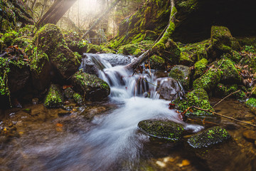 Wald Flu&szlig; Wasser Gr&uuml;n