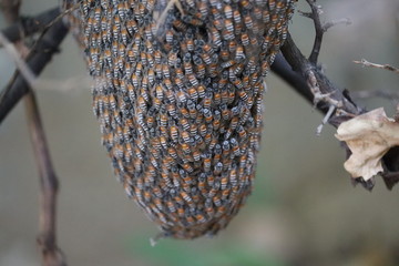male drone honeybee Apis mellifera