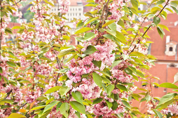 blooming Japanese Kwanzan Cherry tree (prunus serrulata kanzan) is double-flowering cherries has beautiful pink blossoms in springtime season use as ornamental plant in garden ,park
