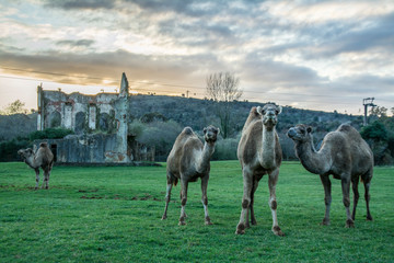 wild animals and natural landscapes, natural park of Cabárceno, Cantabria, Spain