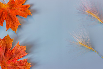 Autumn composition. Dried maple leaves and herbaceous plants on a blue background. Flat lay, top view