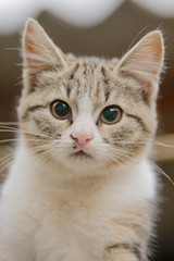 Portrait of a scared kitten of color striped with white