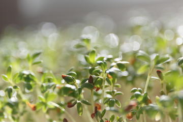 Sprouted watercress with seeds on green leaves in bright sunlight close-up