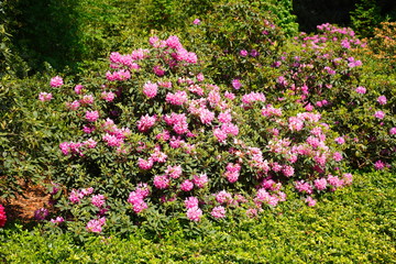 Rosa Rhododendronblüte, Rhododendronbusch, Deutschland