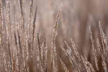 Fototapeta premium Golden spikelets of grass in the sun on a blurred natural background