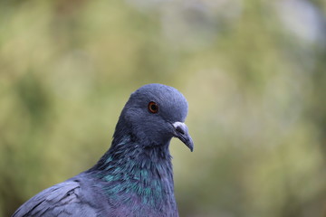 Close up of a pigeon head