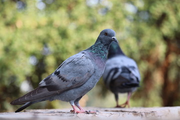 Feral Pigeon or Rock Dove