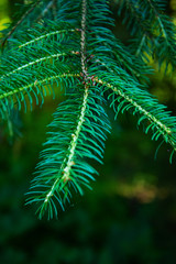 Der Zweig einer Tanne