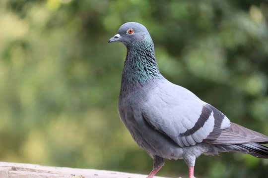 A portrait of a pigeon with beautiful hackle feathers