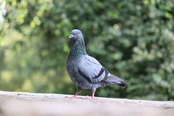 The Feral Common Pigeon is found in cities worldwide and considered a pest