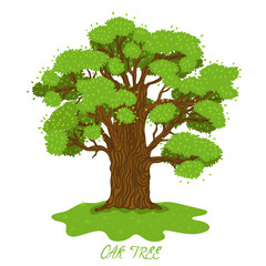 Summer oak isolate on a white background. Vector graphics.