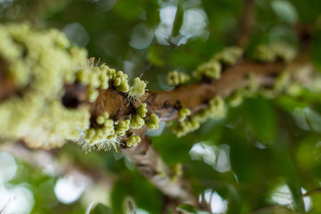 galho de jaboticabeira florido