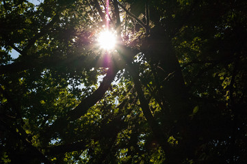 Sonne im Bl&auml;tterdach