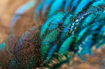 Close-up of the  peacock feathers .Macro blue feather, Feather, Bird, Animal. Macro photograph.