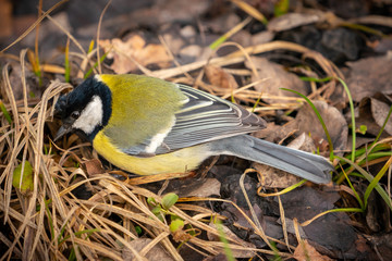 great tit or yellow-bellied tit bird