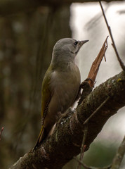 Grey-headed or grey-faced woodpecker female Picus canus