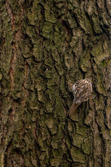 Eurasian treecreeper or common treecreeper sitting on tree