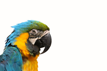 Isolated parrot ara ararauna on the white background