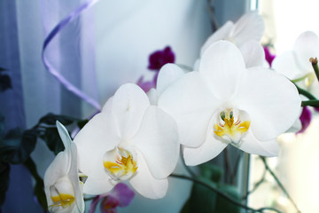 White Orchid flowers on a light lilac background