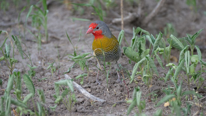 Green-winged Pytilia on the ground
