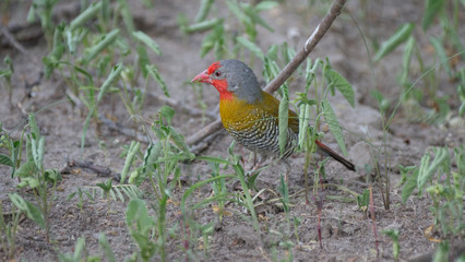 Green-winged Pytilia on the ground