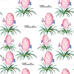 Tillandsia Flower Art Watercolor Illustration