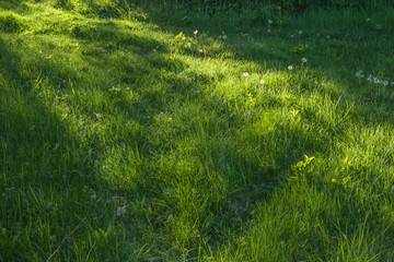 Green grass