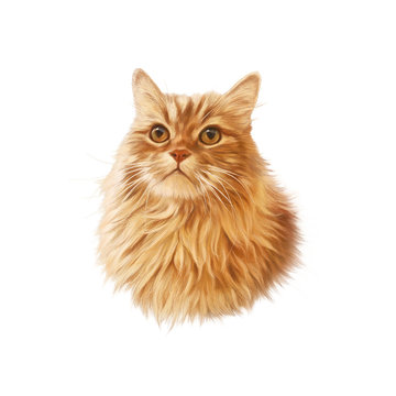 Portrait of a Cute fluffy cat with yellow eyes isolated on white background. Realistic Hand painted illustration of the red cat. Animal art collection: Pets. Good for print T shirt, pillow, card