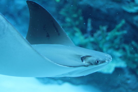 南国の魚 Photos Royalty Free Images Graphics Vectors Videos Adobe Stock 南国の魚 Photos Royalty Free Images Graphics Vectors Videos Adobe Stock
