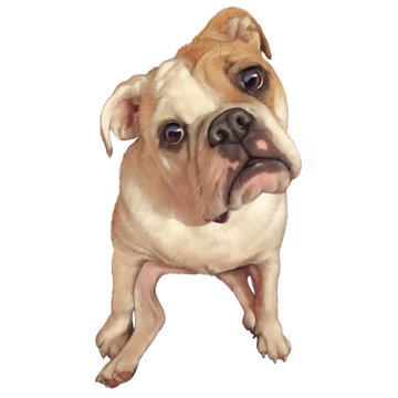 Cute English Bulldog puppy isolated on white background. Hand Painted Illustration of Pets. Watercolor Dog Portrait. Animal art collection: Dogs. Good for cover, print T-shirt, pillow. Design template