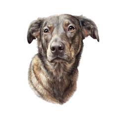 The Plott Hound. Realistic Portrait of a Hunting Dog isolated on white background. Hand painted illustration of pets. Animal art collection: Dogs. Design template. Good for T-shirt, pillow, pet shop