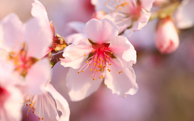Fototapeta na wymiar Blooming peach blossoms in the park