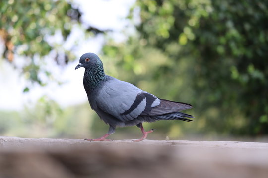Closeup image of street pigeon standing on the stone ground