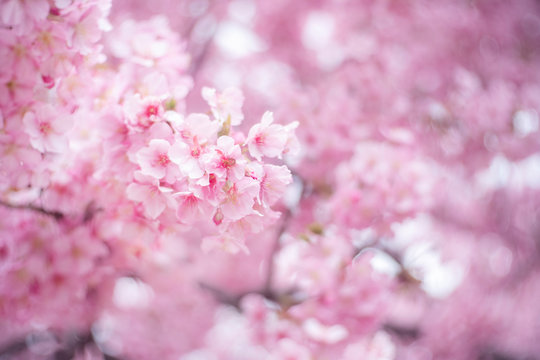 closeup sakura flower background 