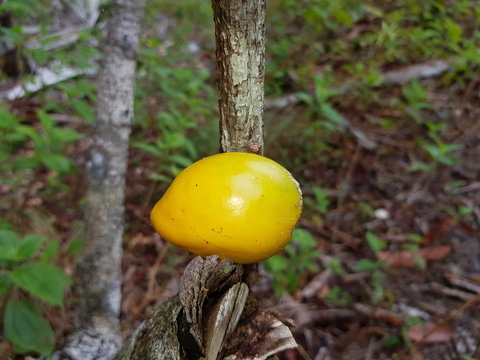 Poraqueiba sericea (Umar&iacute;) in the Amazon rainforest, Brazil
