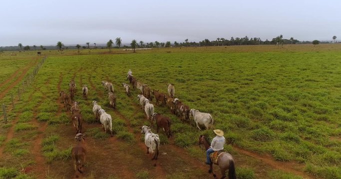 Farmers transporting cattle on the farm