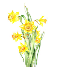 Watercolor Yellow Daffodil bouquet clipart. Easter Clipart. Yellow spring flowers. Happy Easter Card. Spring Floral individual. DIY.