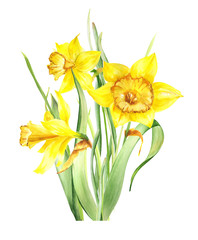 Watercolor Yellow Daffodil bouquet clipart. Easter Clipart. Yellow spring flowers. Happy Easter Card. Spring Floral individual. DIY.