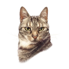 Cute striped cat isolated on white background. Realistic drawing of a cat with green eyes. Animal art collection for pet shop, nursery. Good for print  T shirt. Hand painted illustration of pets