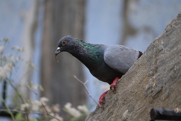 funny pigeon carrying small stick