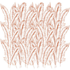  model design graphic feather color