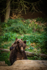 Fototapeta premium Brown bear (Ursus arctos)