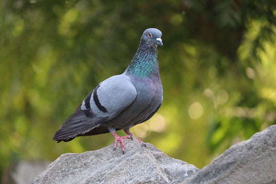 Feral pigeon standing on the street