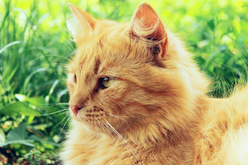 Blurry image of red cat outdoors, cropped shot. Ginger cat, close up view. Animals, mammals, pets concept.