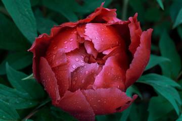 blooming burgundy peony in a botanical garden