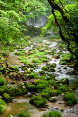 stream in forest
