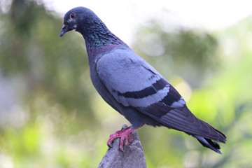 near by rock A pigeon male