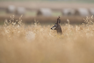 Roebuck - buck (Capreolus capreolus) Roe deer - goat