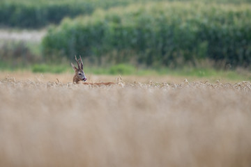 Roebuck - buck (Capreolus capreolus) Roe deer - goat